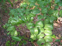 Burkea africana