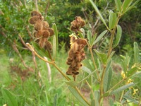 Eriosema psoraleoides