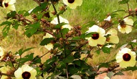 Hibiscus surattensis