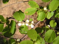 Flueggea virosa