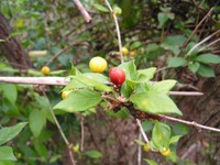 Vangueria infausta