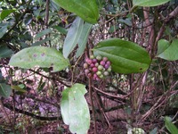 Smilax anceps