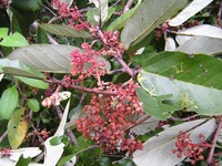 Sterculia tragacantha