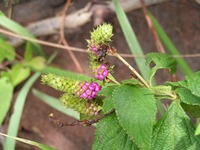 Lantana angolensis