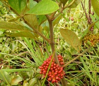 Ampelocissus obtusata