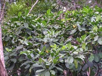 Voacanga thouarsii