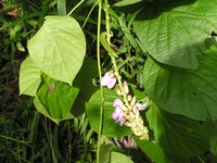 Canavalia africana