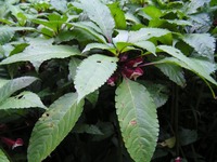 Impatiens salpinx