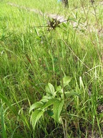 Tacca leontopetaloides