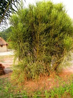 Euphorbia tirucalli