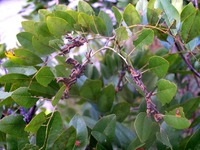 Burkea africana