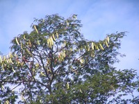 Newtonia buchananii