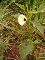 Hibiscus surattensis
