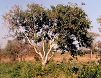 Hymenocardia acida