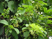 Mondia whitei