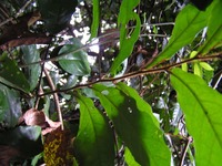 Vangueria infausta