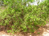 Allophylus africanus