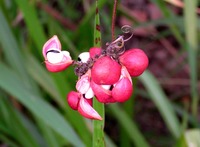 Photographs of Randu Flora
