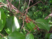 Smilax anceps
