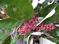 Sterculia tragacantha