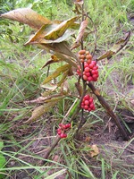 Ampelocissus obtusata