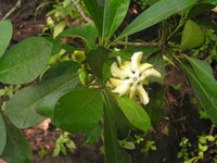 Voacanga thouarsii