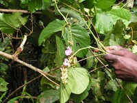 Canavalia africana