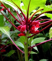 Impatiens salpinx