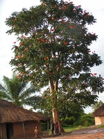 Spathodea campanulata