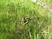 Tacca leontopetaloides