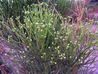 Euphorbia tirucalli