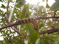Burkea africana