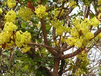 Ochna pulchra