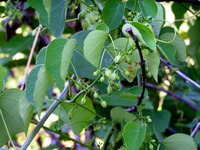 Adenia gummifera