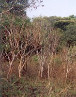 Hymenocardia acida