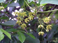 Mondia whitei
