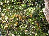 Sterculia tragacantha
