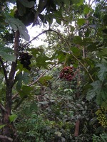 Ampelocissus africana