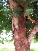 Guibourtia coleosperma