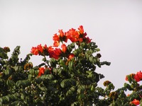 Spathodea campanulata