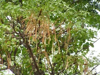 Burkea africana