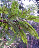 Newtonia buchananii