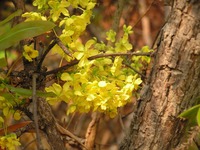 Ochna pulchra