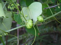 Adenia gummifera