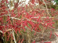 Hymenocardia acida