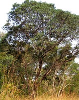 Uapaca nitida