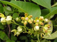 Mondia whitei