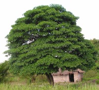 Rauvolfia caffra