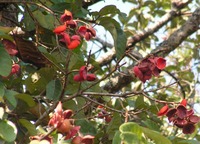 Sterculia tragacantha