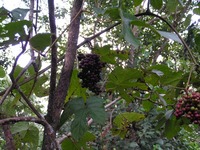 Ampelocissus africana